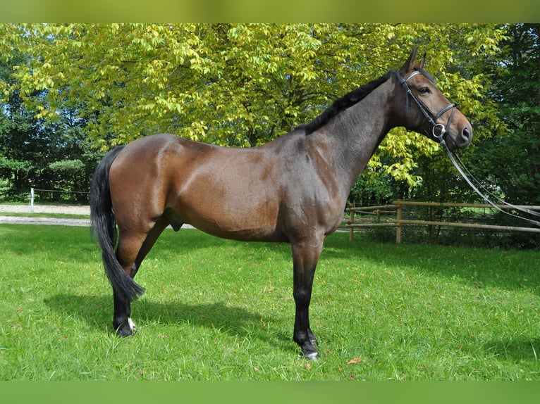 Warmblood austríaco Caballo castrado 17 años 160 cm Castaño oscuro in Ampflwang