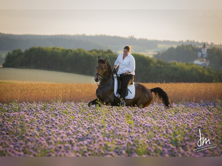 Warmblood austríaco Caballo castrado 17 años 162 cm Castaño oscuro in Obergr&#xFC;nbach