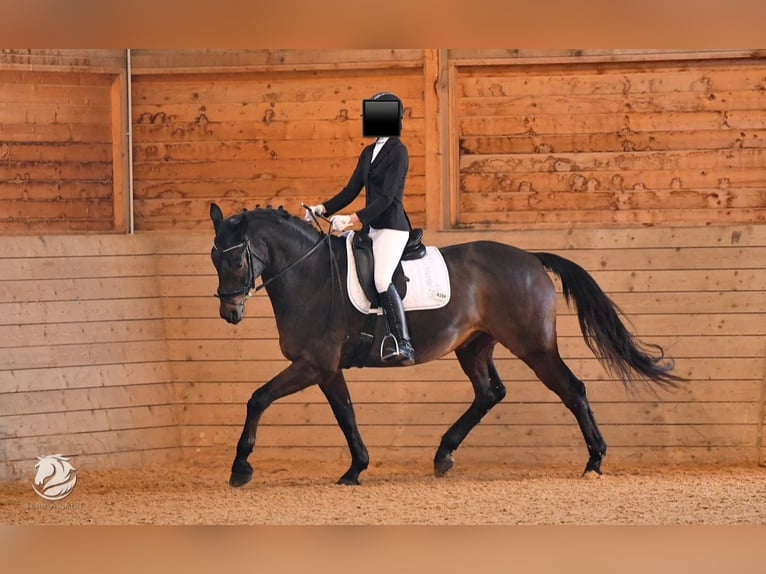 Warmblood austríaco Caballo castrado 17 años 168 cm Castaño in Eferding