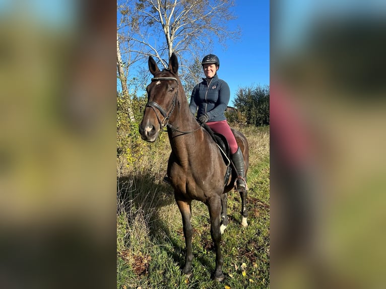 Warmblood austríaco Caballo castrado 17 años 168 cm Castaño in Pelmberg