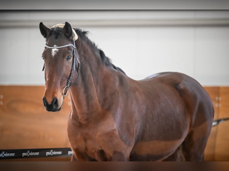 Warmblood austríaco Caballo castrado 17 años 172 cm Castaño in Summaprada