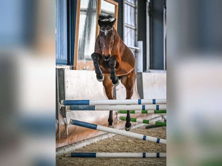 Warmblood austríaco Caballo castrado 17 años 172 cm Castaño in Summaprada