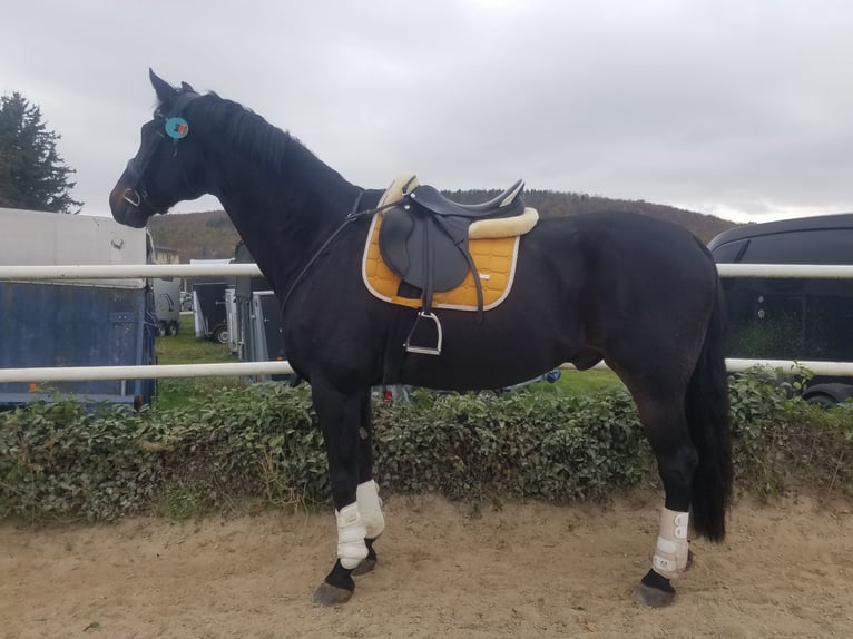 Warmblood austríaco Caballo castrado 17 años 185 cm Negro in Heiligenkreuz/Wienerwald