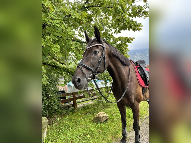 Warmblood austríaco Caballo castrado 18 años 164 cm Negro in Eugendorf