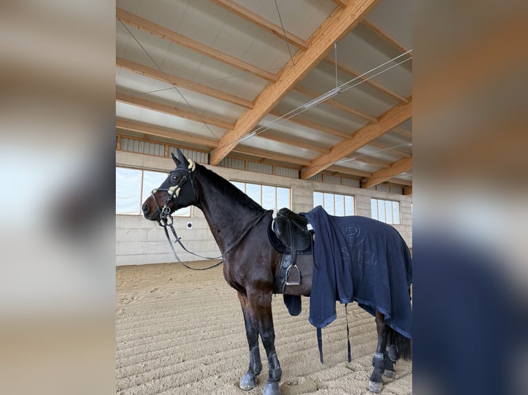 Warmblood austríaco Caballo castrado 19 años 165 cm Castaño oscuro in St.Valentin