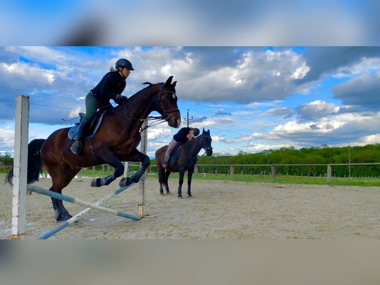 Warmblood austríaco Caballo castrado 19 años 165 cm Castaño oscuro in St.Valentin