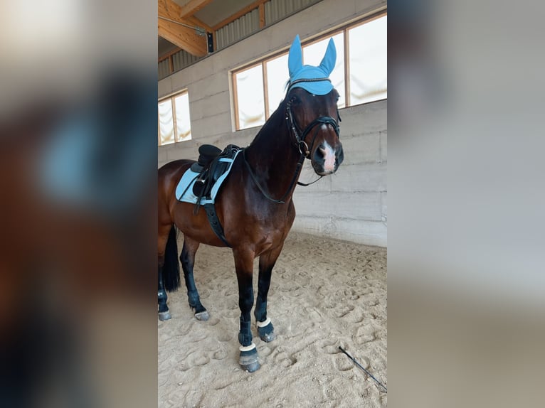 Warmblood austríaco Caballo castrado 19 años 165 cm Castaño oscuro in St.Valentin