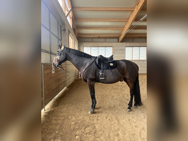 Warmblood austríaco Caballo castrado 19 años 165 cm Castaño oscuro in St.Valentin