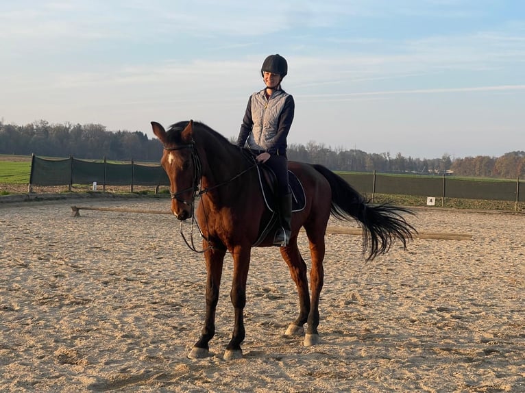 Warmblood austríaco Caballo castrado 19 años in Gabersdorf