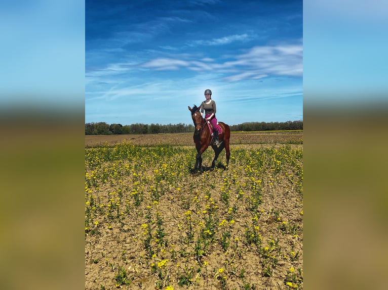 Warmblood austríaco Caballo castrado 19 años Castaño in Gabersdorf