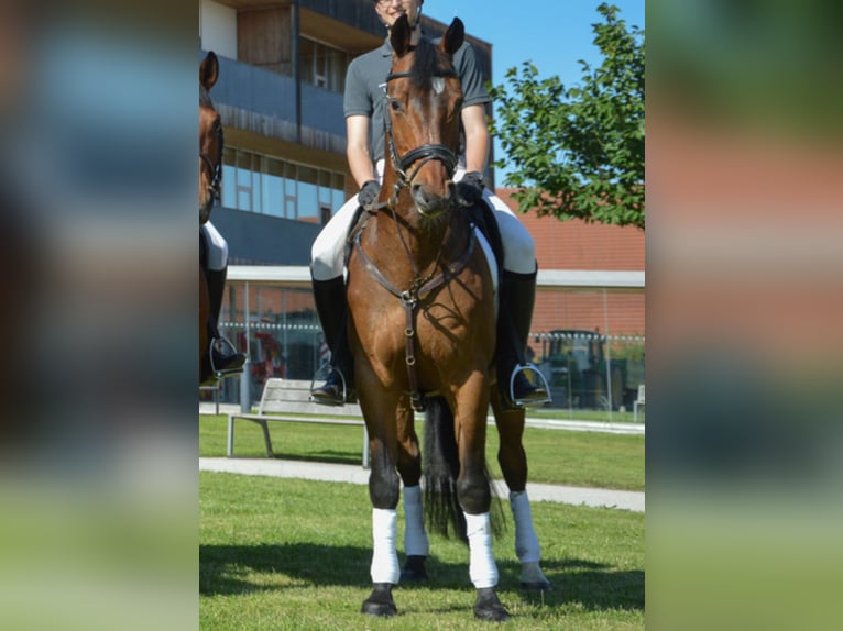 Warmblood austríaco Caballo castrado 20 años 168 cm Castaño oscuro in Stadl-Paura