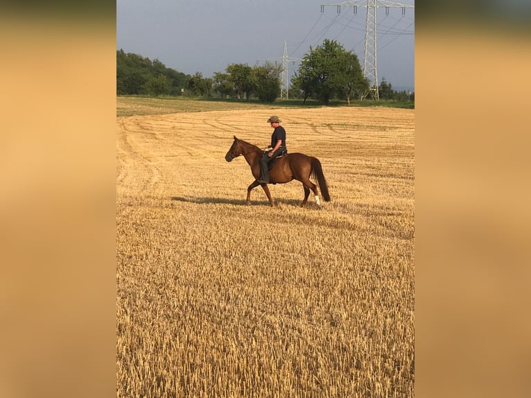 Warmblood austríaco Caballo castrado 21 años 160 cm Alazán in Welzheim