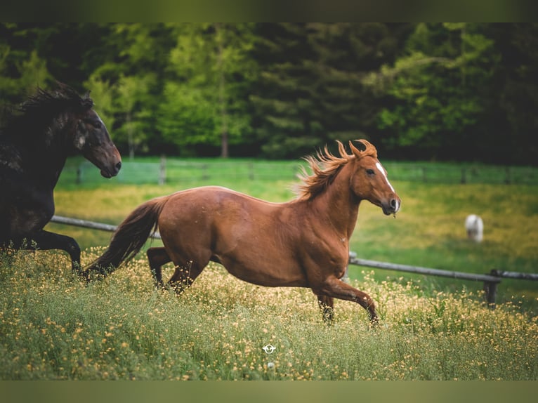 Warmblood austríaco Caballo castrado 21 años 160 cm Alazán in Welzheim