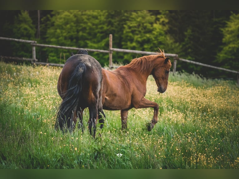 Warmblood austríaco Caballo castrado 21 años 160 cm Alazán in Welzheim