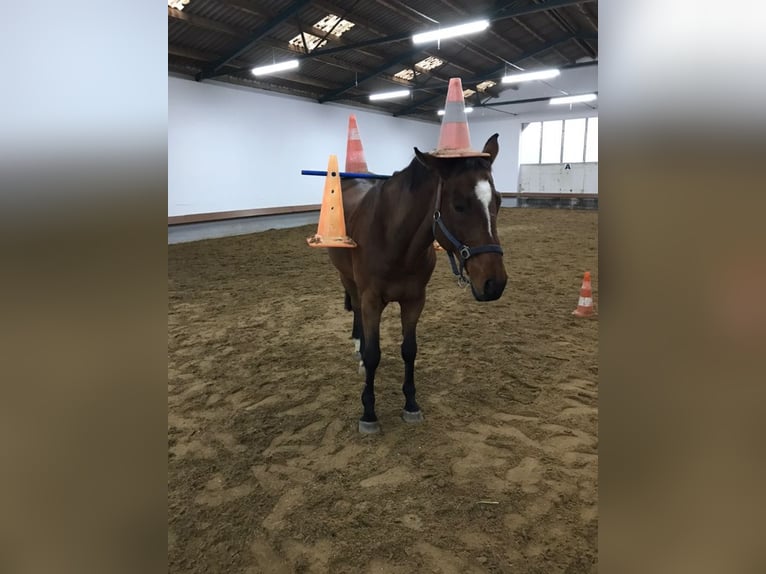 Warmblood austríaco Caballo castrado 21 años 172 cm in Buchbach