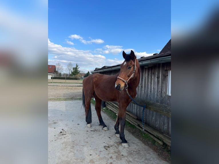 Warmblood austríaco Caballo castrado 21 años Castaño in Leibnitz