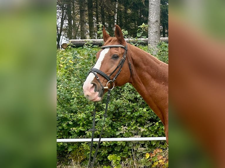 Warmblood austríaco Caballo castrado 23 años 175 cm Alazán in Pelmberg