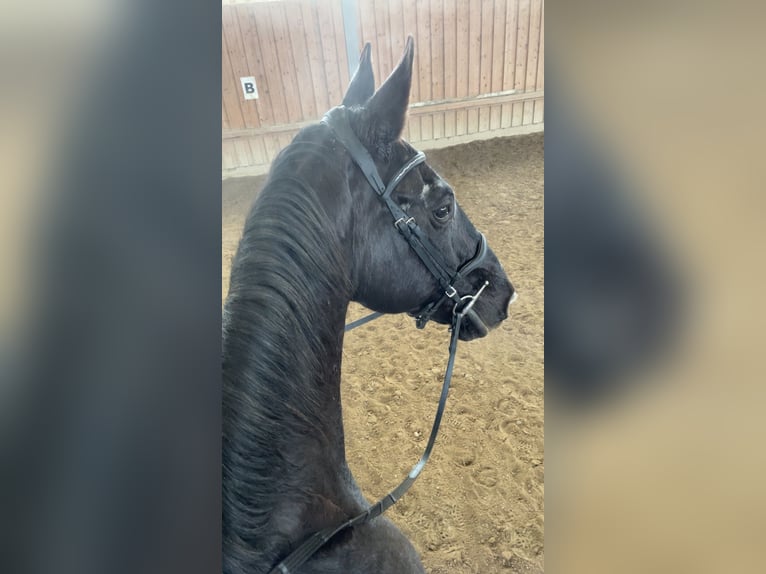 Warmblood austríaco Caballo castrado 23 años 178 cm Negro in Glödnitz