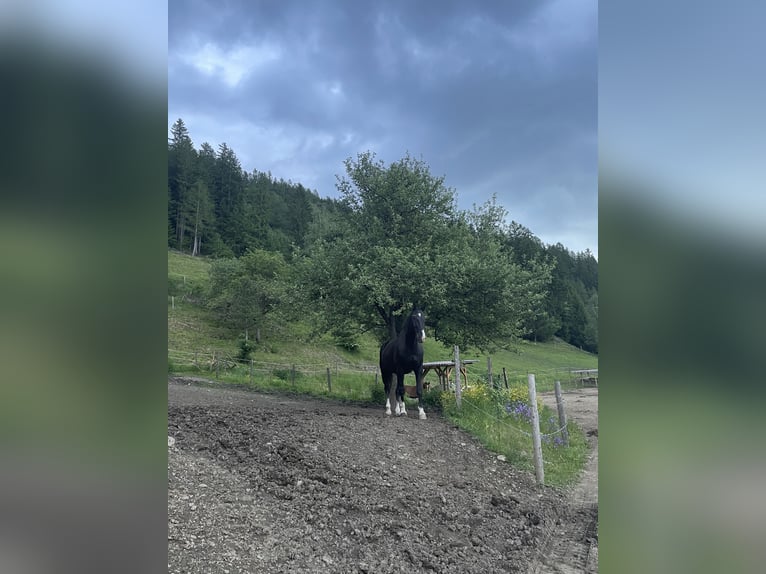 Warmblood austríaco Caballo castrado 23 años 178 cm Negro in Glödnitz