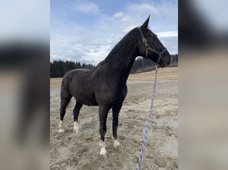 Warmblood austríaco Caballo castrado 23 años 178 cm Negro in Glödnitz