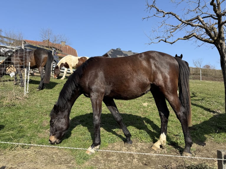 Warmblood austríaco Caballo castrado 2 años 156 cm Castaño oscuro in Klagenfurt