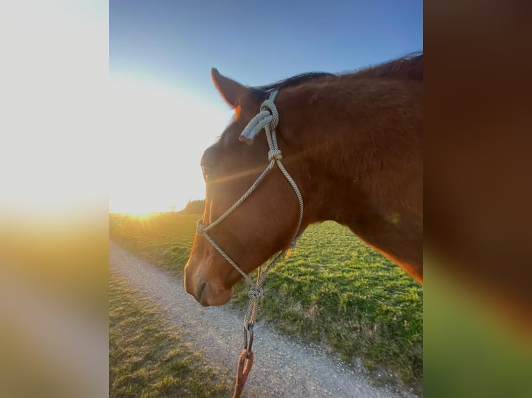 Warmblood austríaco Caballo castrado 2 años 168 cm Castaño in Weistrach