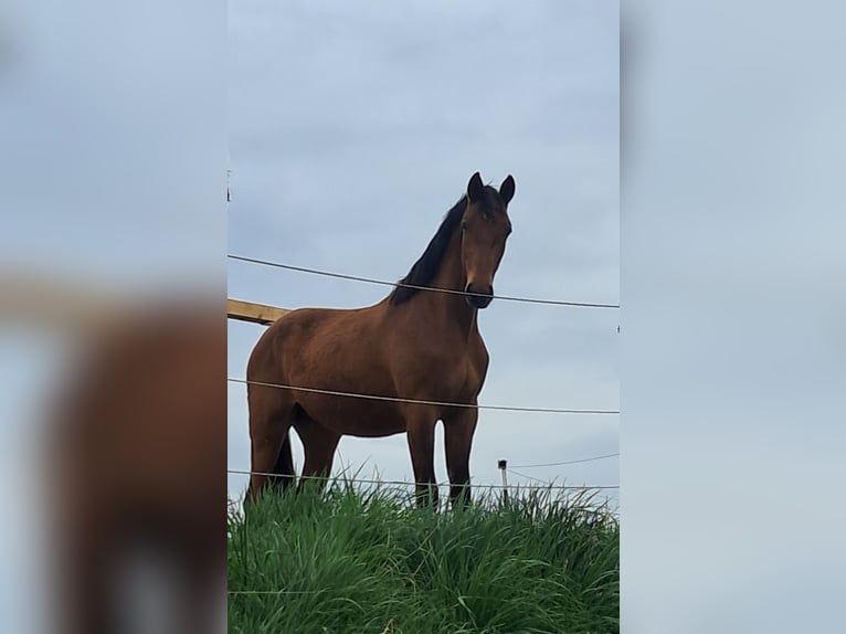 Warmblood austríaco Caballo castrado 2 años 168 cm Castaño in Weistrach