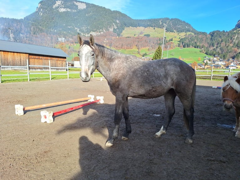 Warmblood austríaco Caballo castrado 2 años 170 cm in Au