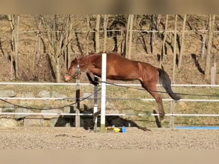 Warmblood austríaco Caballo castrado 2 años 171 cm Castaño in Minihof-Liebau