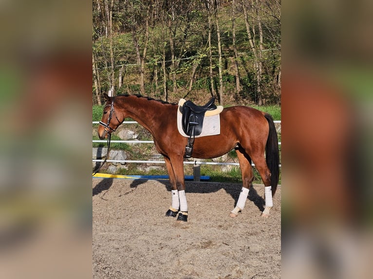 Warmblood austríaco Caballo castrado 2 años 171 cm Castaño in Minihof-Liebau