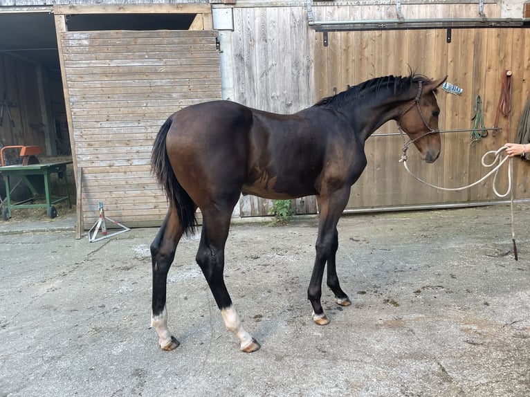 Warmblood austríaco Caballo castrado 2 años 175 cm Castaño in Handenberg