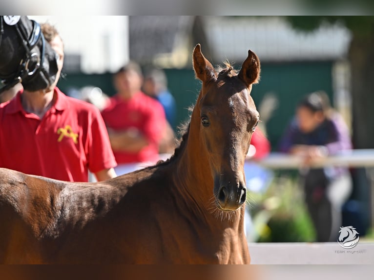 Warmblood austríaco Caballo castrado 2 años Alazán in Kothgumprechting
