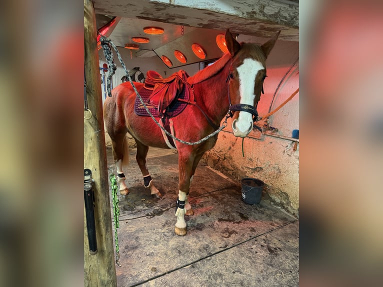 Warmblood austríaco Caballo castrado 3 años 160 cm Alazán in Spielberg