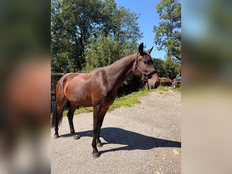 Warmblood austríaco Caballo castrado 3 años 162 cm Castaño oscuro in Spittal an der Drau