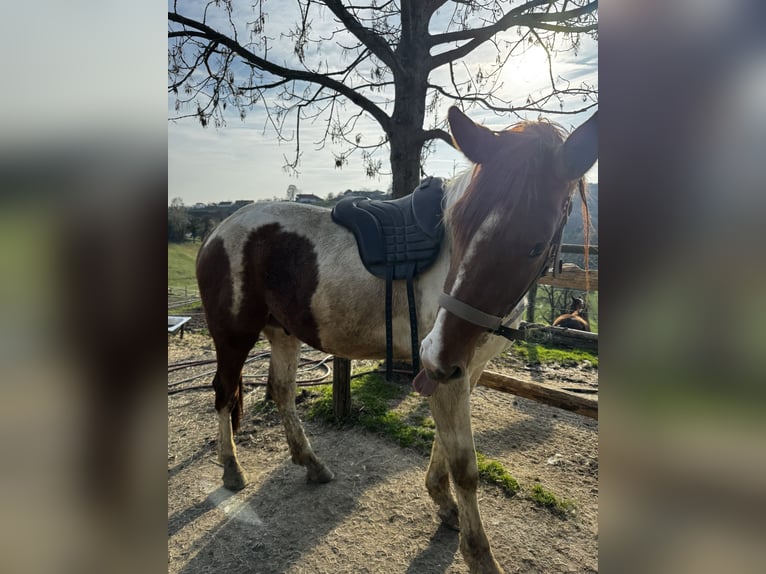 Warmblood austríaco Caballo castrado 3 años 163 cm Pío in Urscha