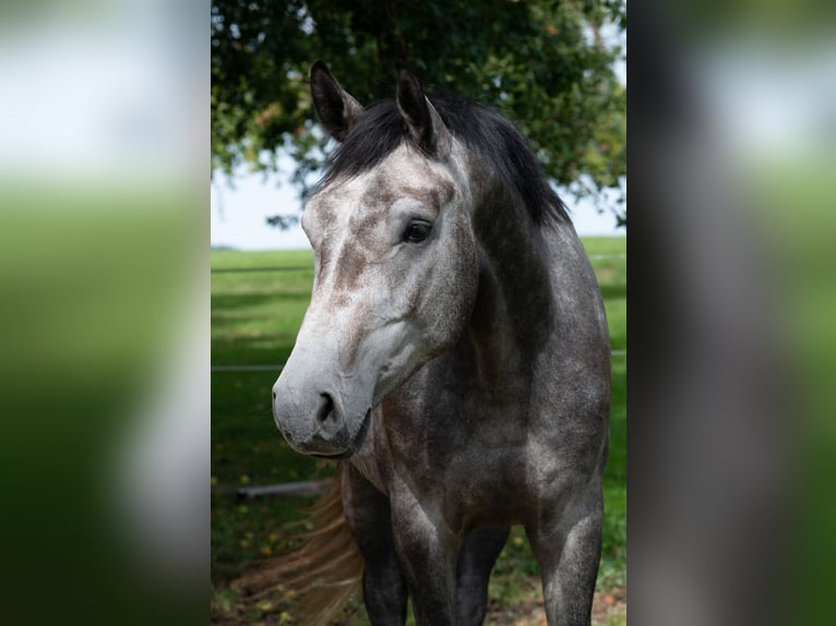 Warmblood austríaco Caballo castrado 3 años 165 cm Tordo in Geboltskirchen