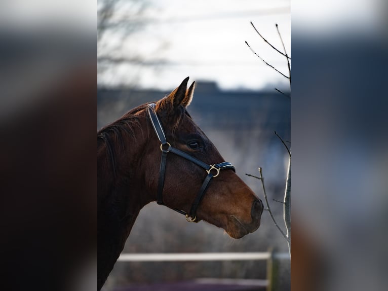 Warmblood austríaco Caballo castrado 3 años 168 cm Castaño in Bad Schwanberg