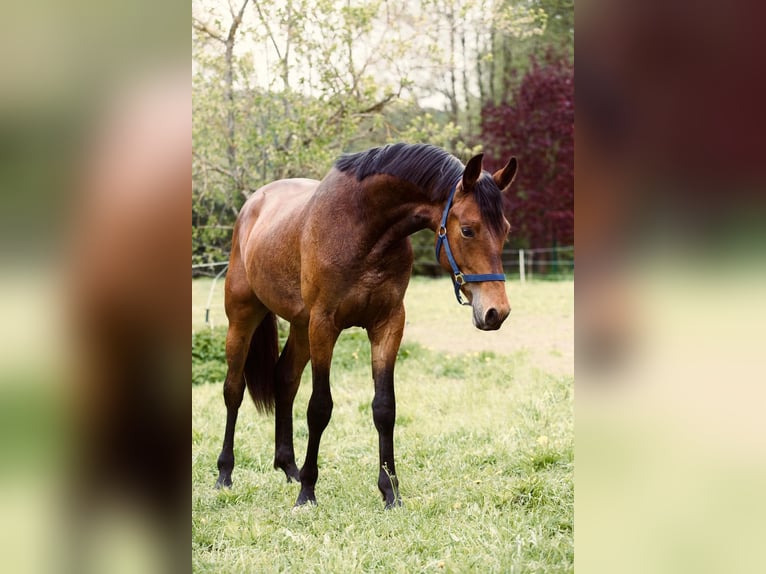 Warmblood austríaco Caballo castrado 3 años 170 cm Castaño in Buchberg bei Ilz