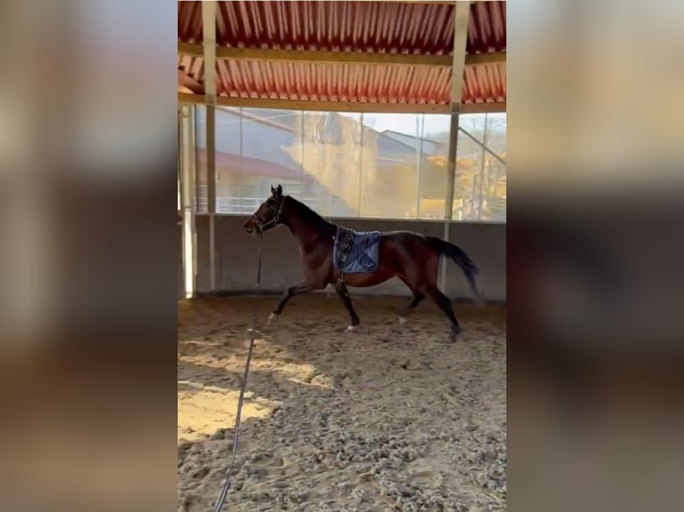 Warmblood austríaco Caballo castrado 3 años 170 cm Castaño in Ebreichsdorf