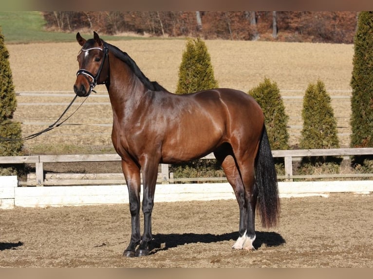 Warmblood austríaco Caballo castrado 3 años 170 cm Castaño in Petersdorf II