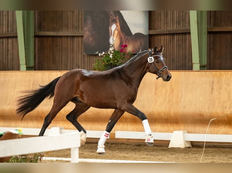 Warmblood austríaco Caballo castrado 3 años 170 cm Castaño in Petersdorf II