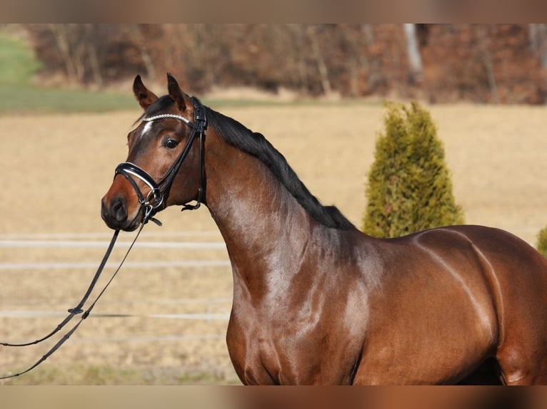 Warmblood austríaco Caballo castrado 3 años 170 cm Castaño in Petersdorf II
