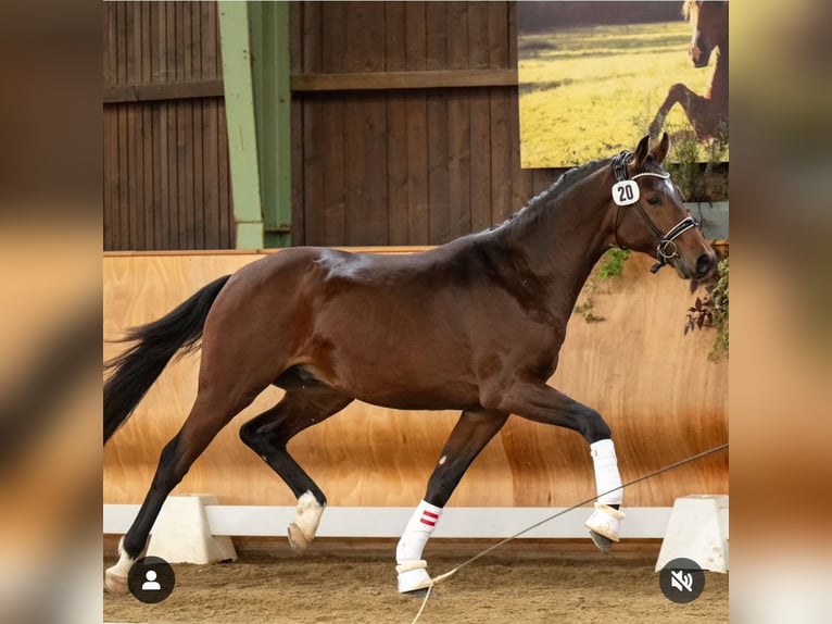Warmblood austríaco Caballo castrado 3 años 170 cm Castaño in Petersdorf II