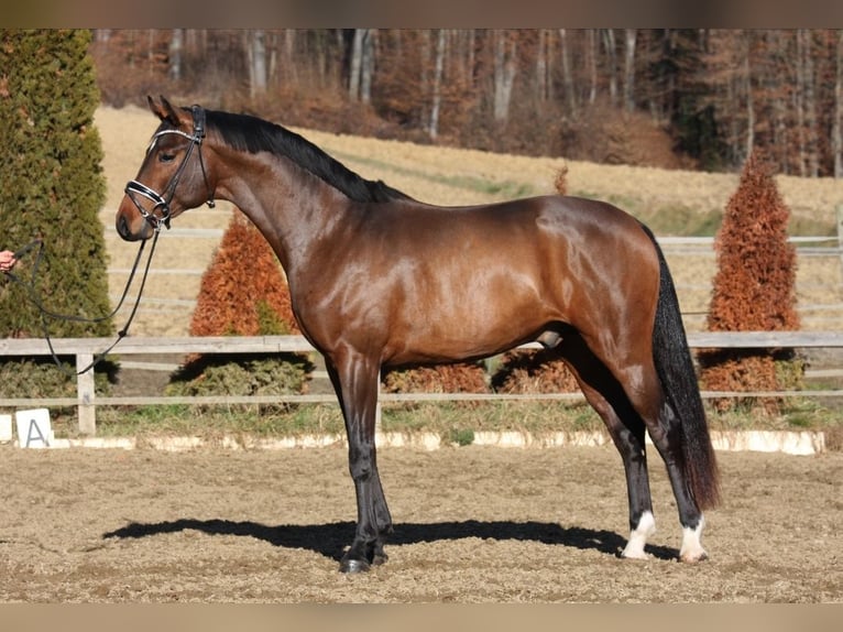 Warmblood austríaco Caballo castrado 3 años 170 cm Castaño in Petersdorf II
