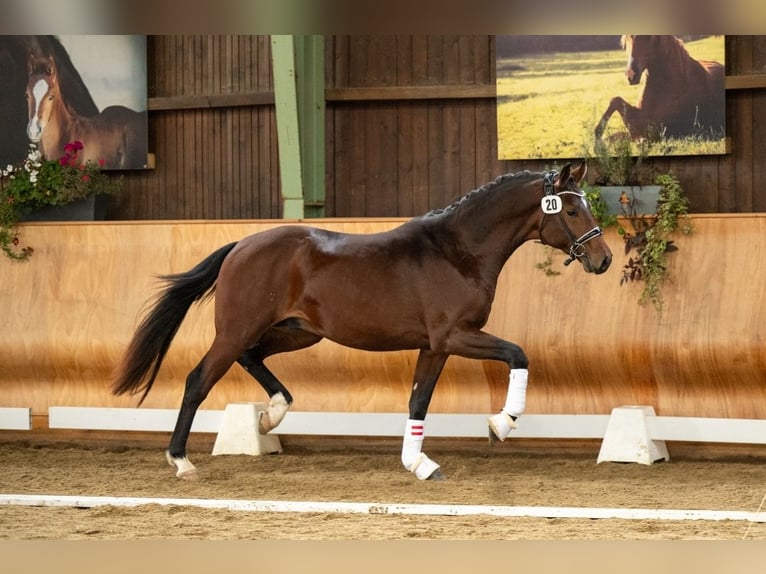 Warmblood austríaco Caballo castrado 3 años 170 cm Castaño in Petersdorf II