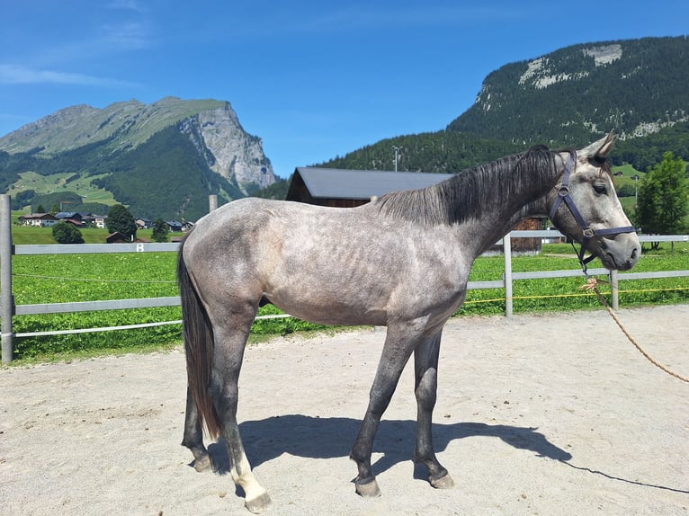 Warmblood austríaco Caballo castrado 3 años 170 cm Tordo rodado in AU