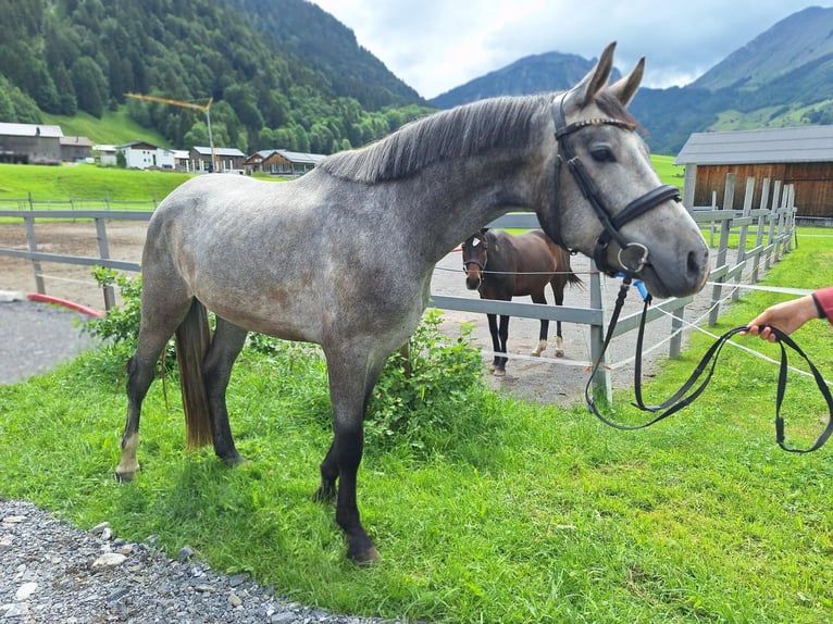 Warmblood austríaco Caballo castrado 3 años 170 cm Tordo rodado in AU