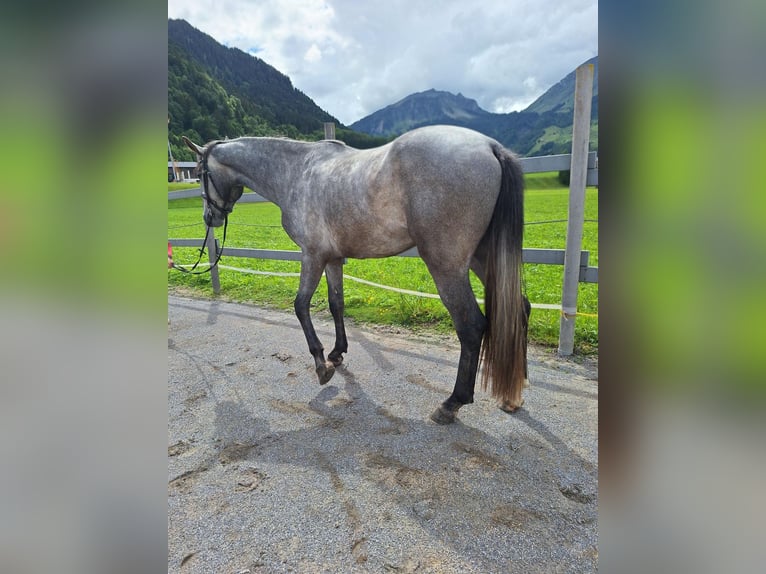 Warmblood austríaco Caballo castrado 3 años 170 cm Tordo rodado in AU