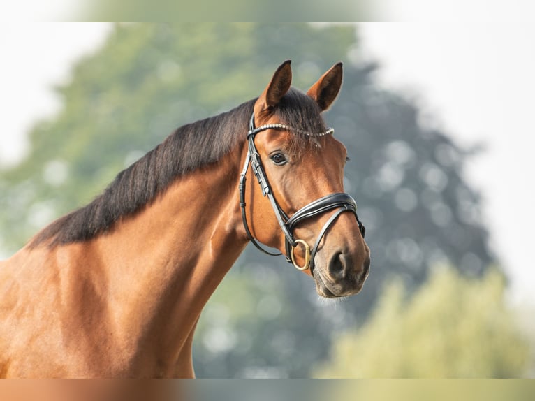 Warmblood austríaco Caballo castrado 3 años 171 cm Castaño in Niklasdorf