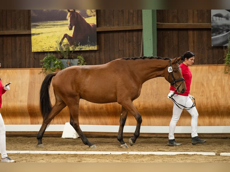 Warmblood austríaco Caballo castrado 3 años 171 cm Castaño in Niklasdorf